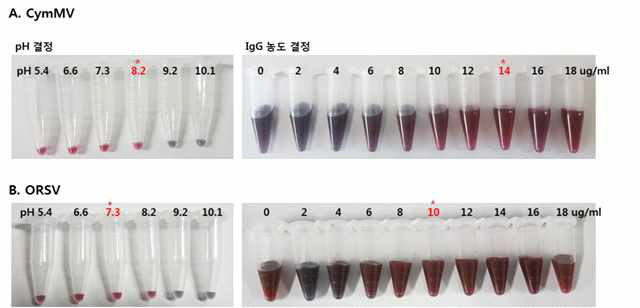 CymMV-IgG와 ORSV-IgG의 금나노입자의 최적 결합 농도 결정. A. CymMV-IgG, B. ORSV-IgG. (왼쪽) pH 농도 및 (오른쪽) IgG 농도 결정