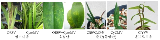 난과식물에서의 감염바이러스 종류에 따른 바이러스 병징