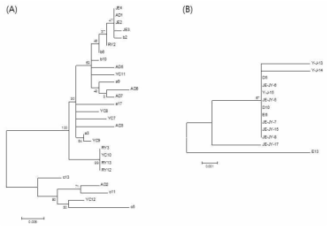마 감염 바이러스 국내 분리주의 계통분석. (A) CYNMV, (B) JYMV