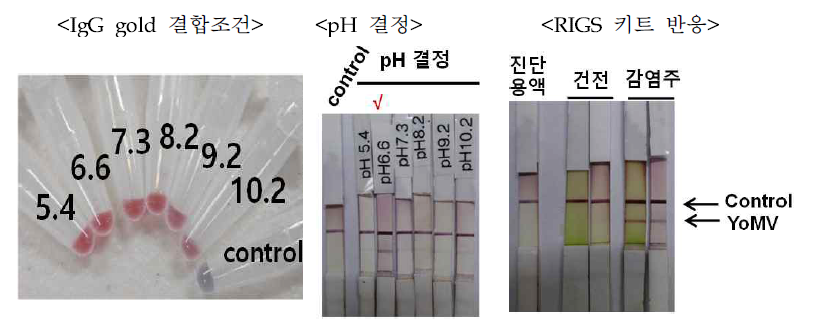 YoMV진단키트 제작 조건 설정