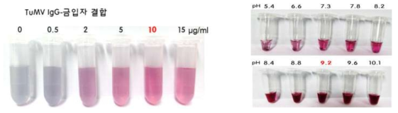 TuMV 항체(IgG)와 금나노입자의 최적 결합 농도 및 pH