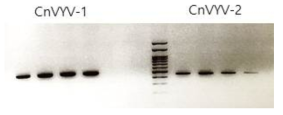황화, 위축, 잎 뒤틀림 증상을 보이는 천궁으로부터 분리한 CnVYV 전기영동 사진. 500bp 크기의 PCR 산물 확인