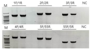 RT-PCR을 이용하여 천궁으로 천궁바이러스 X(Cnidium virus X) 진단