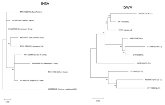 질경이로부터 분리한 INSV-plantain kr1(MT951395) 분리주, INSV-plantain kr5 분리주 (MV114834)와 TSWV-plantain kr8(MT951396) 분리주를 유전자은행 데이터베이스에 등록된 다른 분리주들과의 계통학적 유연관계 분석