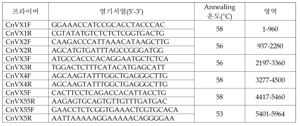 천궁바이러스X(CnVX) 전체 유전체 염기서열 결정을 위한 프라이머 목록