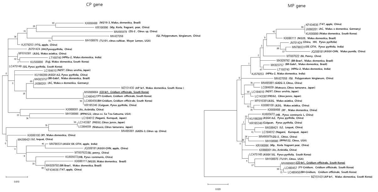 ASGV-CO-kr1 분리주의 CP 또는 MP 아미노산 서열을 기반으로 제작한 계통학적 트리. 부트스트랩 분석은 MEGA X program을 사용하여, Maximum likelihood method로 1000 반복으로 수행하였음. 분리주들 간의 연관성 정도는 가지 옆에 쓰여진 숫자의 퍼센트로 나타내었음