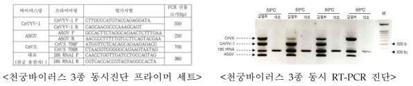 CnVYV-1, ASGV, CnVX 등 2종의 천궁 바이러스를 동시에 RT-PCR 방법으로 진단할 수 있는 프라이머 세트 및 이를 이용한 천궁바이러스 3종 RT-PCR 진단