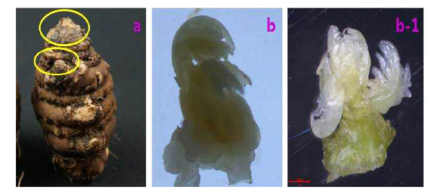 일천궁의 기내배양 부위(a, 종근; b, b-1, 현미경으로 관찰한 적출된 눈)