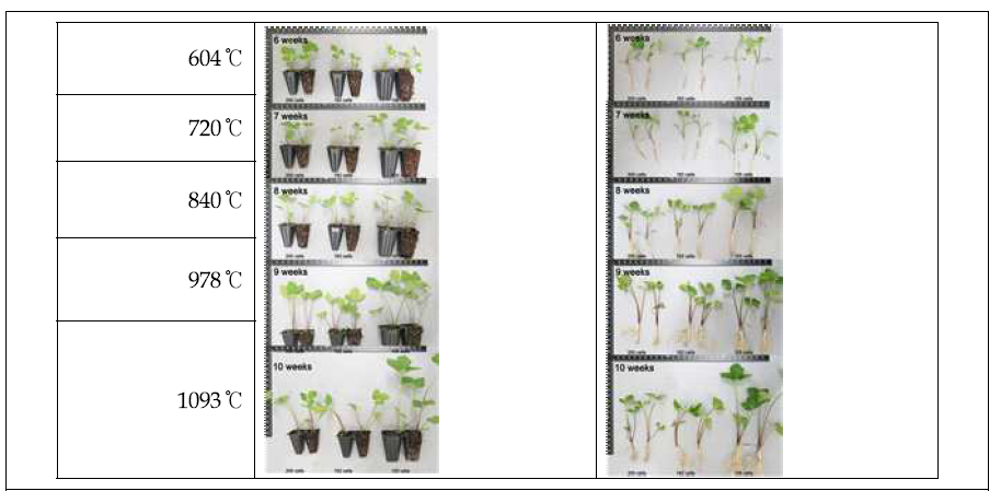 구릿대 육묘기간(적산온도)에 따른 묘 생장 사진