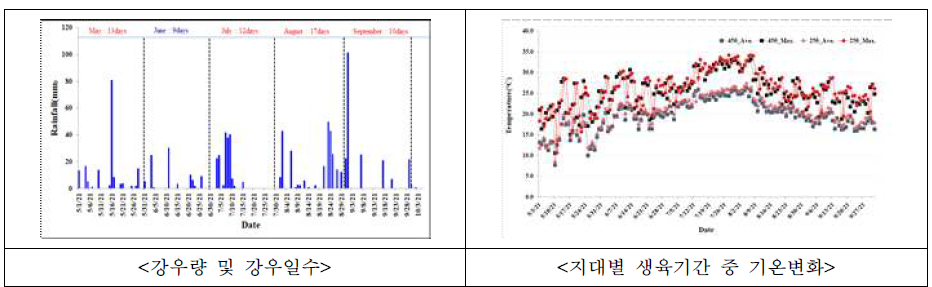구릿대 재배지 강우 및 기온 특성(2021년)