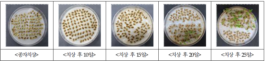 구릿대 종자 발아 과정