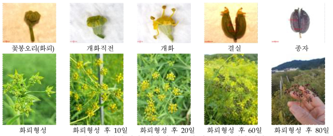 꽃봉우리(화뢰) 형성 후 일수에 따른 종자 형성 과정