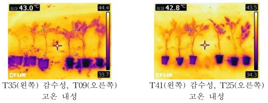 생장상 내의 화상카메라로 식물체의 사진을 찍었을 때 생장상 내부의 온도와 식물체의 엽 온도 차이. 식물체의 사진이 어두울수록 잎의 온도가 낮음