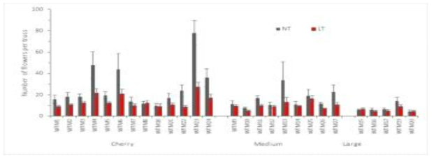 저온기 재배시 정상 관리구(야간온도 15℃)와 저온 관리구(야간온도 10℃)의 계통별 2-5화방 평균 화방당 개화 수 비교(NT : 정상 관리구, LT : 저온 관리구)