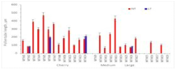 저온기 재배시 정상 관리구(야간온도 15℃)와 저온 관리구(야간온도 10℃)의 계통별 화분관 길이 비교(NT : 정상 관리구, LT : 저온 관리구)