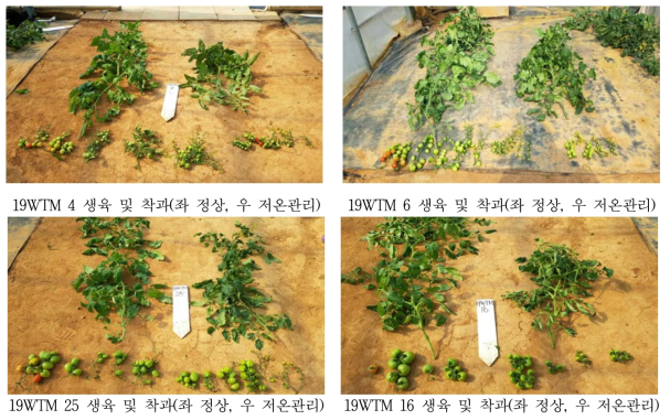 선발된 계통들의 정상 및 저온 관리 시 생육 및 착과량 비교