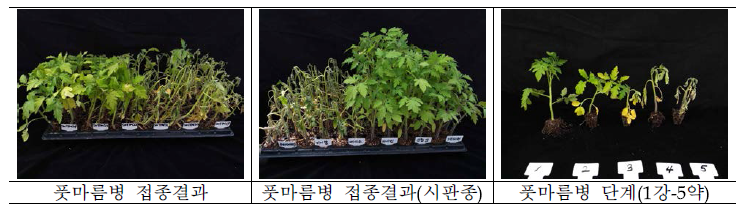 평가자원들의 풋마름병 접종 결과