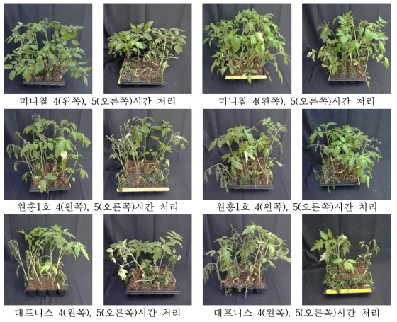 저온처리에 따른 품종 간 피해정도 비교 (왼쪽 저온 전처리, 오른쪽 저온 전처리 하지 않음)