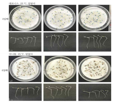 토마토 ‘대프니스’와 ‘미니찰’ 종자적온 발아 실험 및 뿌리 발달 측정
