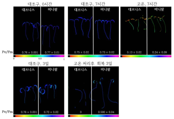 토마토 ‘대프니스’와 ‘미니찰’ 유묘기 고온 처리후 엽록소 형광 이미지 촬영