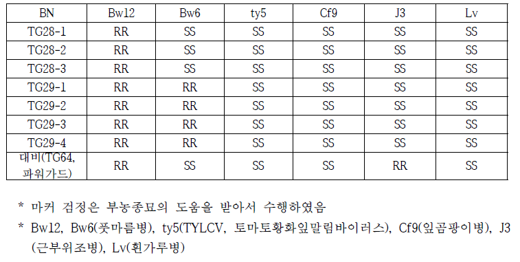 풋마름병 저항성으로 선발된 개체들의 마커 검정 결과