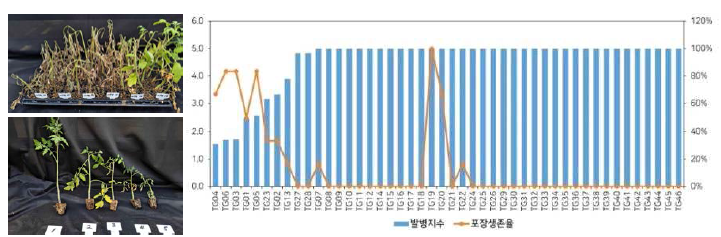 유묘기 풋마름병 발병지수 및 이병포장 정식 후 생존율