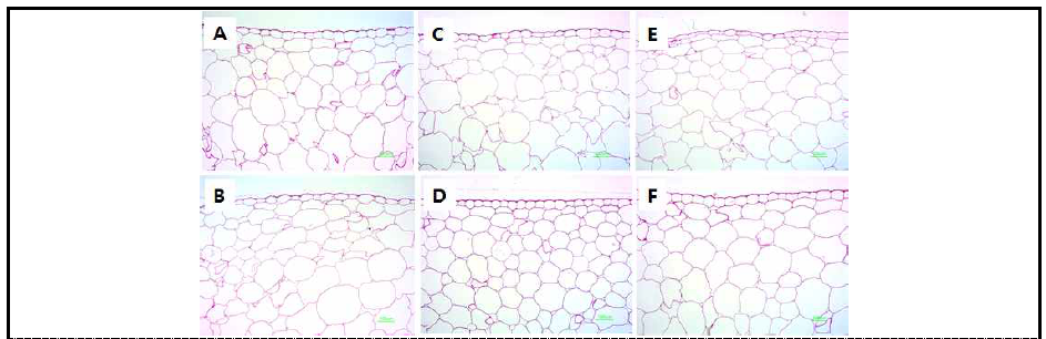 The bulb development of onion observed through microscope of 8 magnifications at 195 days after planting by drought and high temperature. A, A-OI; B, A-EI; C, A+3℃-OI; D, A+3℃-EI; E, A+6℃-OI; F, A+6℃-EI