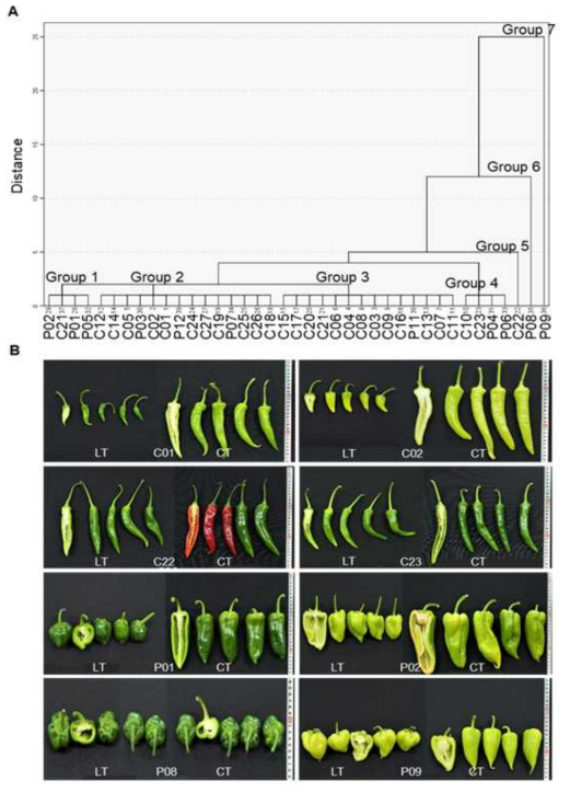 고추 39 자원에서 평가된 원예적 형질을 활용한 덴드로그램 분석 및 내저온성 자원 선발