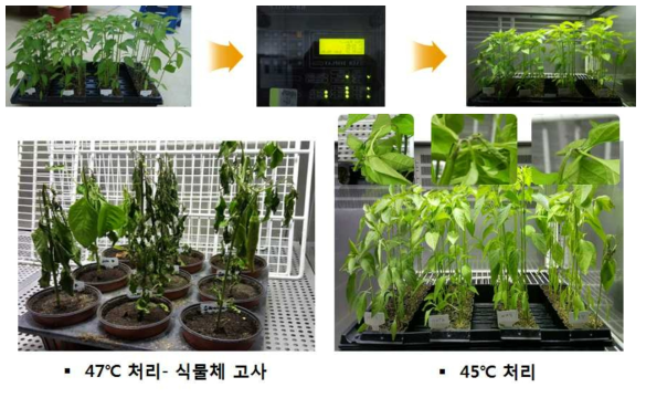 고추 내서성 유묘 검정