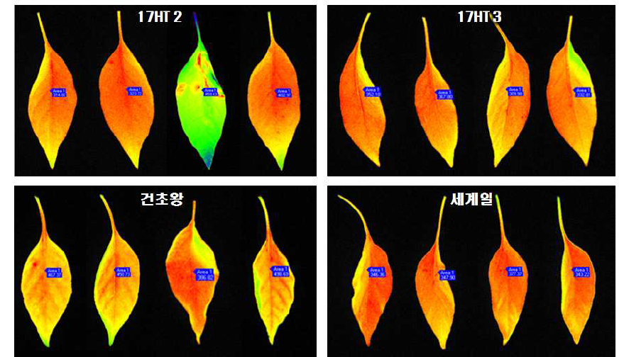 내서성 품종 및 시판품종 고온 처리 후 엽록소 형광 측정(CFI)
