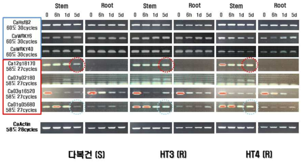 RT-PCR 분석결과