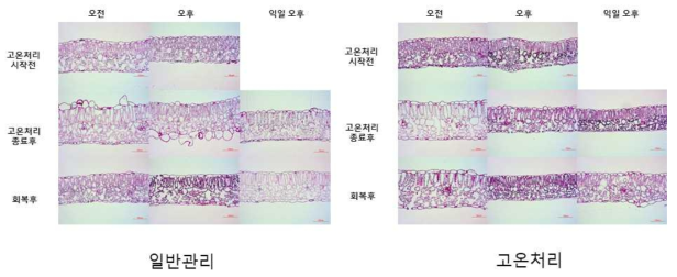 시판품종(HT36)의 개화/수확기 고온스트레스에 의한 엽조직 비교