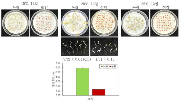 고추 시판종 ‘녹광’와 ‘청양’ 종자 저온, 적온, 고온처리하 뿌리 생육 및 발달