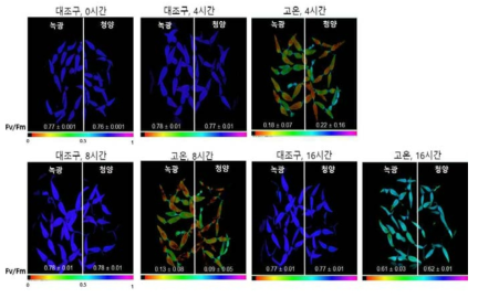 고추 시판종 ‘녹광’과 ‘청양’ 유묘기 고온 처리 후 엽록소 형광 이미지 촬영