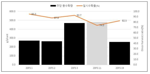 집중착과 선발계통들의 주당 총 수확량 및 적과 일시 수확율