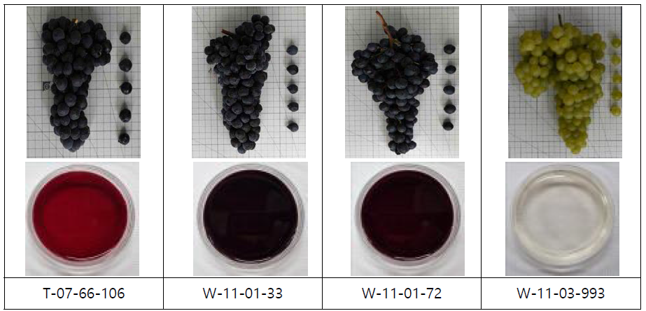 양조용 우량 계통의 과실 및 와인
