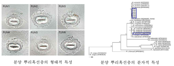 뿌리혹선충의 형태적, 분자적 종 동정 결과