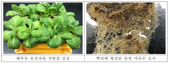 배추류 유전자원의 저항성 평가 방법