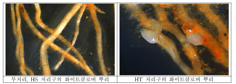 HT, HS 처리에 따른 화이트클로버 뿌리 증상