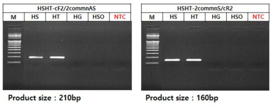 HT, HS 종특이프라이머 세트별 PCR 결과