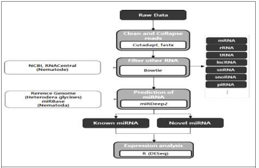 선충 miRNA 서열 분석 과정