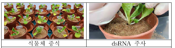 dsRNA + nanoparticle 주입