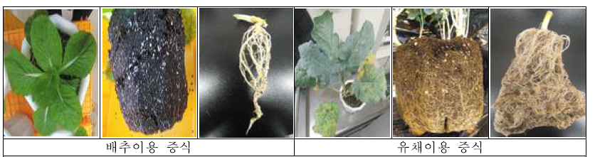 배추 유채 이용 선충 증식