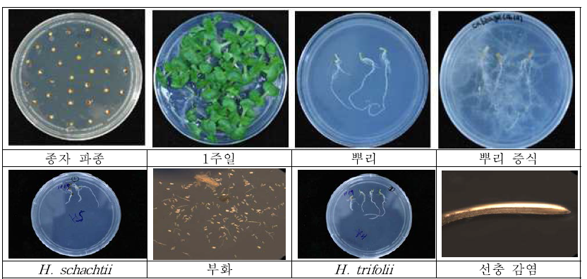 고체배지내 선충증식 조건 조사