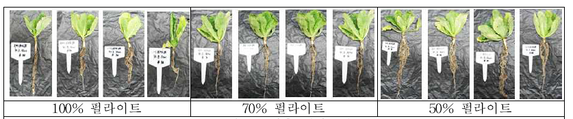 배추 뿌리관찰