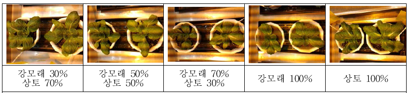 모래를 이용한 배추 증식