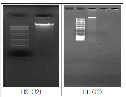 Hs와 Ht gDNA 분리