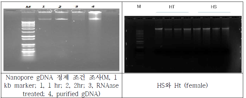 Hs와 Ht gDNA 분리(female)