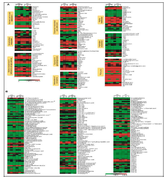 HT와 HS 일차대사산물 heatmap 분석