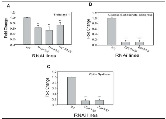 뿌리혹 선충의 (A) Trehalase 1 (TH1), (B) Glucose-6-phosphate isomerase (GPI) and (C) Chitin synthase (CS) 유전자의 뿌리혹내의 유전자 발현양 측정